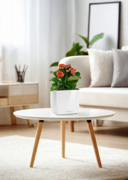 Каланхоэ микс 12/30 см в CUBE GLOSSY 14 