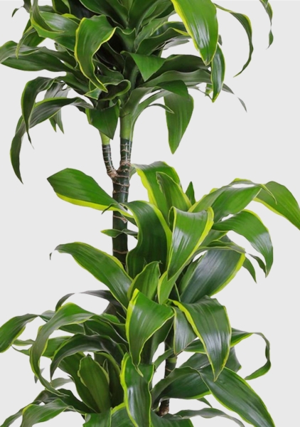 Драцена Дорадо 3 ствола 21/100 см Драцена Дорадо 3 ствола 21/100 см