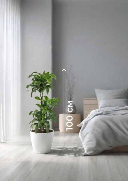 Драцена Дорадо 3 ствола в CLASSICO LS 28