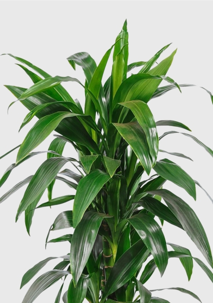 Драцена Джанет Крейг бранч в QUADRO 28