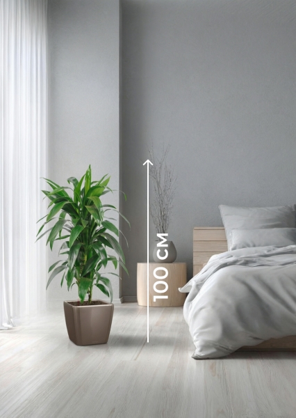 Драцена Джанет Крейг бранч в QUADRO 28