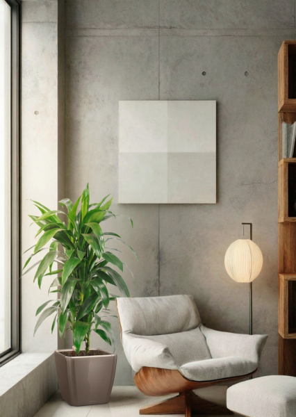 Драцена Джанет Крейг бранч в QUADRO 28