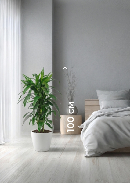 Драцена Джанет Крейг бранч в CLASSICO COLOR 28