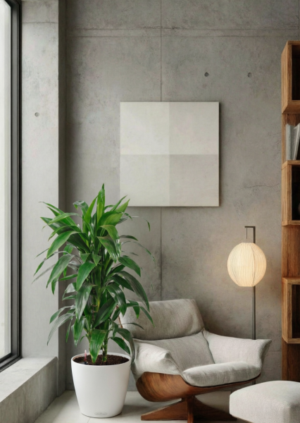 Драцена Джанет Крейг бранч в CLASSICO COLOR 28