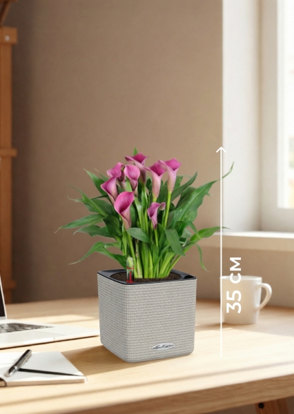 Калла микс 12/35 см в CUBE COLOR 14