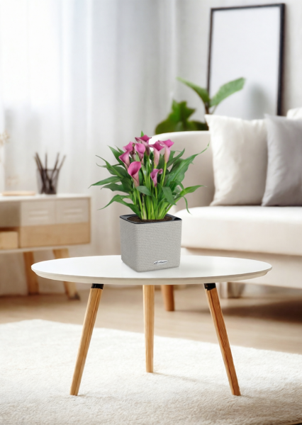 Калла микс 12/35 см в CUBE COLOR 14