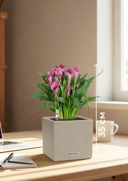 Калла микс 12/35 см в CANTO STONE 14