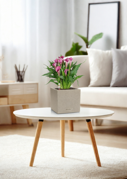 Калла микс 12/35 см в CANTO STONE 14