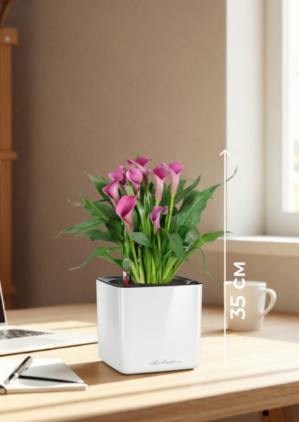 Калла микс 12/35 см в CUBE GLOSSY 14