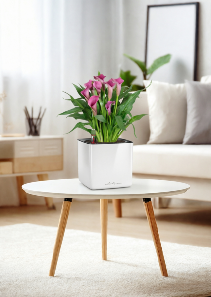 Калла микс 12/35 см в CUBE GLOSSY 14