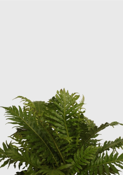 Блехнум 12/30 см в OJO