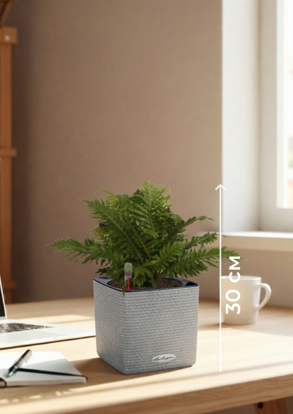 Блехнум 12/30 см в CUBE Color 14