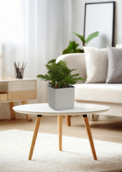 Блехнум 12/30 см в CUBE Color 14