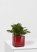 Блехнум 12/30 см в CUBE GLOSSY 14