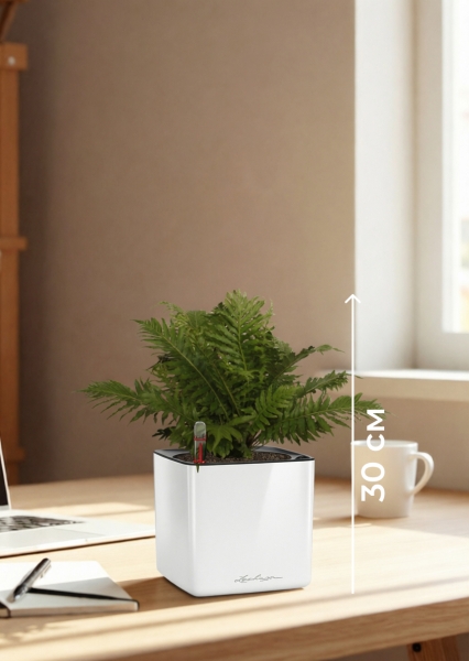 Блехнум 12/30 см в CUBE GLOSSY 14