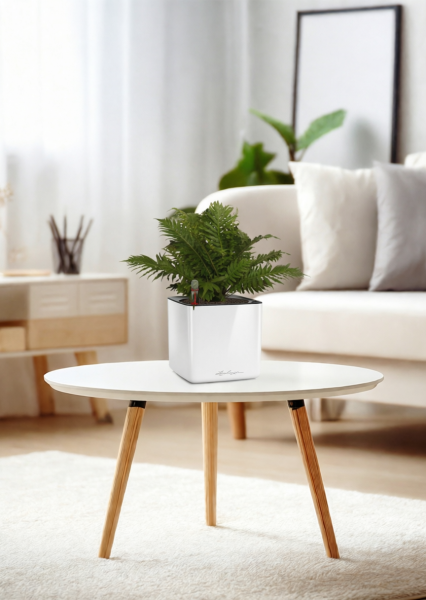 Блехнум 12/30 см в CUBE GLOSSY 14