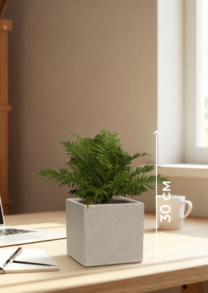 Блехнум 12/30 см в CANTO STONE 14