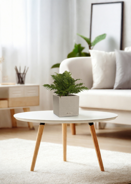 Блехнум 12/30 см в CANTO STONE 14