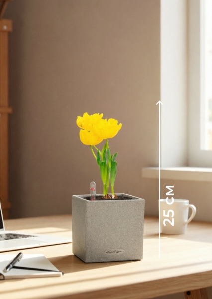 Тюльпан 7/15 см в CANTO STONE 14 Тюльпан 7/15 см в CANTO STONE 14