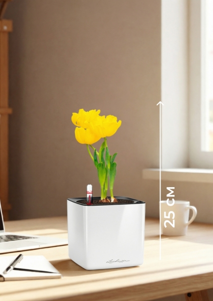 Тюльпан 7/15 см в CUBE GLOSSY 14 Тюльпан 7/15 см в CUBE GLOSSY 14