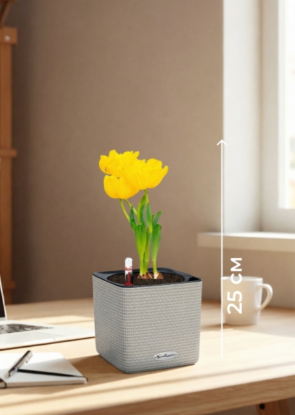 Тюльпан 7/15 см в CUBE COLOR 14 Тюльпан 7/15 см в CUBE COLOR 14