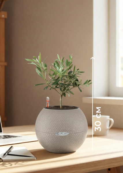 Олива 12/30 см в PURO 20 Олива 12/30 см в PURO 20