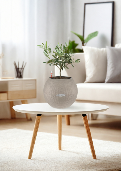 Олива 12/30 см в PURO 20 Олива 12/30 см в PURO 20