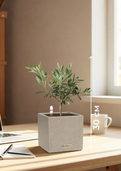 Олива 12/30 см в CANTO STONE 14 Олива 12/30 см в CANTO STONE 14