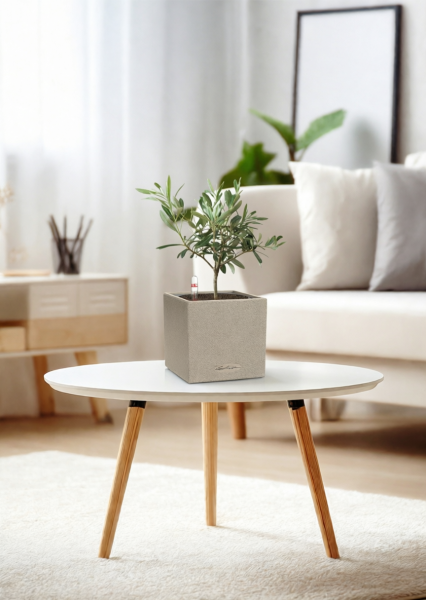 Олива 12/30 см в CANTO STONE 14 Олива 12/30 см в CANTO STONE 14