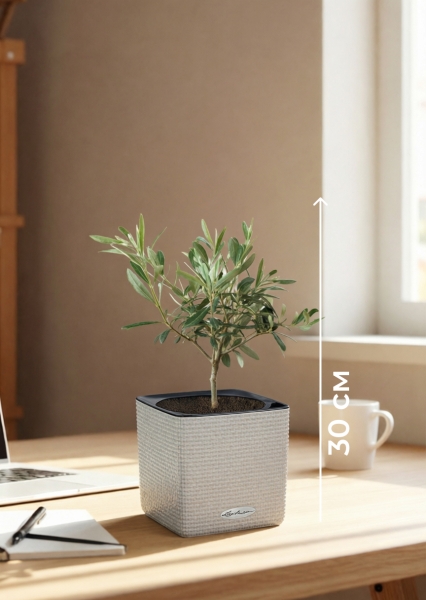 Олива 12/30 см в CUBE COLOR 14 Олива 12/30 см в CUBE COLOR 14