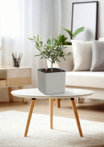 Олива 12/30 см в CUBE COLOR 14 Олива 12/30 см в CUBE COLOR 14