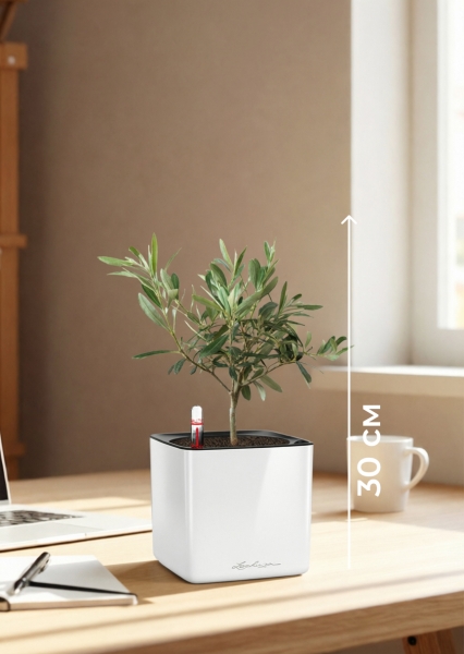 Олива 12/30 см в CUBE GLOSSY 14 Олива 12/30 см в CUBE GLOSSY 14