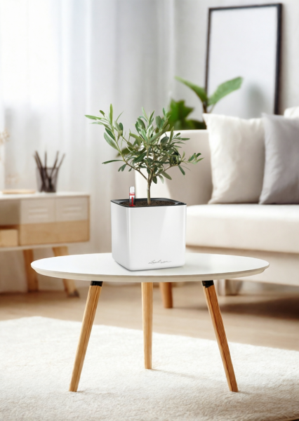 Олива 12/30 см в CUBE GLOSSY 14 Олива 12/30 см в CUBE GLOSSY 14