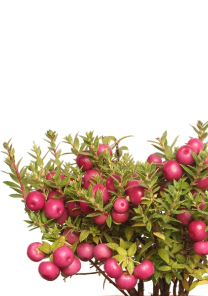 Гаультерия 14/30 см