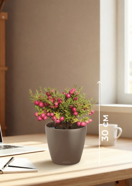 Гаультерия 14/30 см в CLASSICO COLOR 18