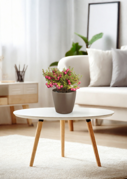 Гаультерия 14/30 см в CLASSICO COLOR 18