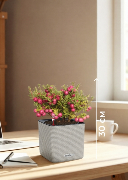 Гаультерия 14/30 см в CUBE Color 16