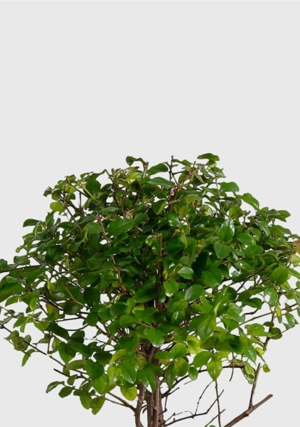 Бонсай микс в керамике 20/45 см