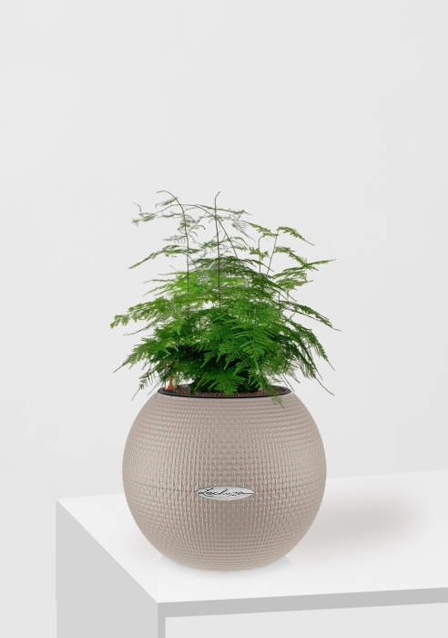 Аспарагус в PURO 20, песочно-коричневый 