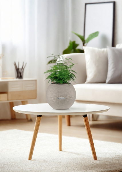 Аспарагус в PURO 20 Аспарагус в PURO 20