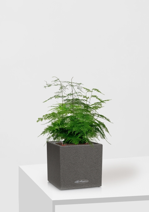 Аспарагус в CANTO STONE 14, графитовый черный 