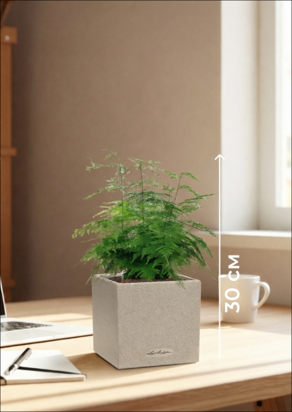 Аспарагус в CANTO STONE 14