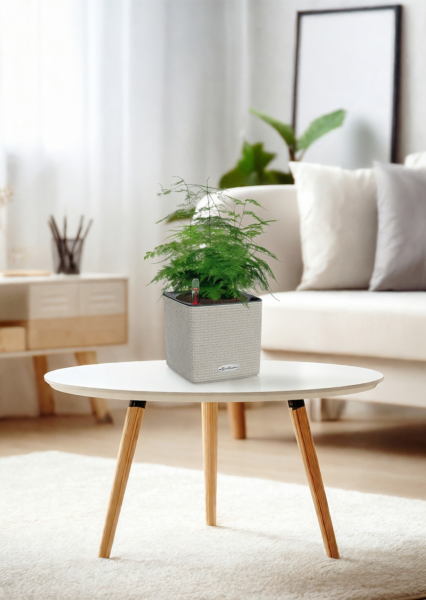 Аспарагус Плюмосус 12/30 см в CUBE Color 14