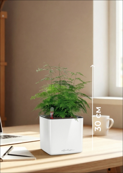 Аспарагус Плюмосус 12/30 см в CUBE GLOSSY 14 