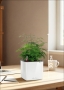 Аспарагус Плюмосус 12/30 см в CUBE GLOSSY 14