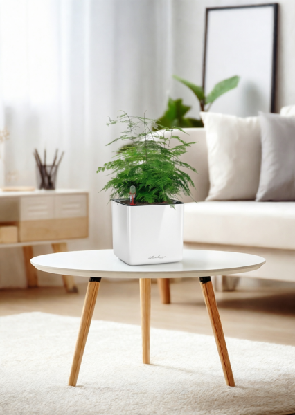 Аспарагус Плюмосус 12/30 см в CUBE GLOSSY 14 