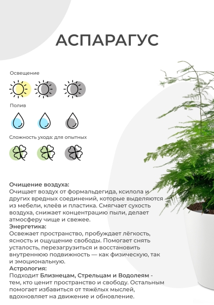 Аспарагус Плюмосус 12/30 см в OJO