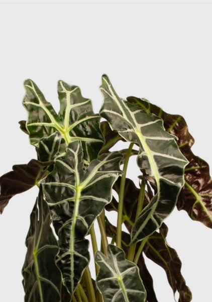 Алоказия Полли 17/50 см Алоказия Полли 17/50 см