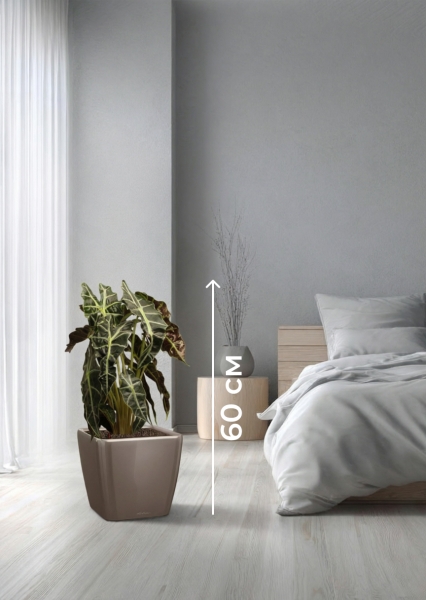 Алоказия Полли 17/50 см в QUADRO LS 21