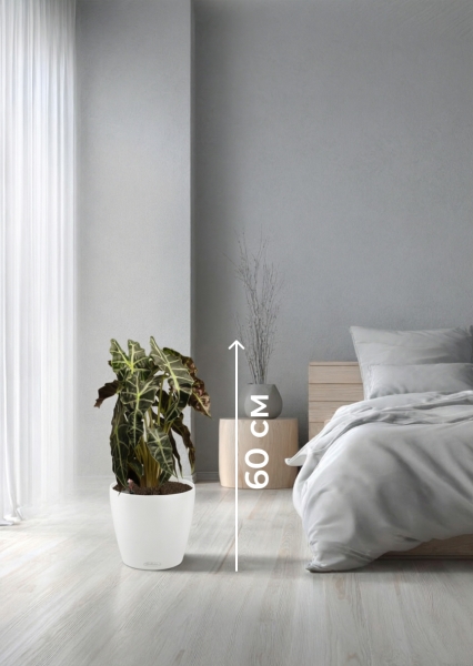 Алоказия Полли 17/50 см в CLASSICO LS 21